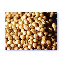 Coriander Seeds