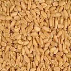 Wheat Seeds