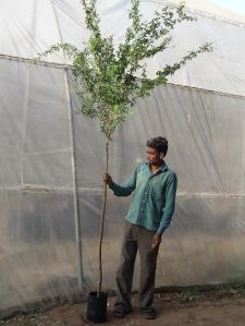 Acacia Tortilis Tree