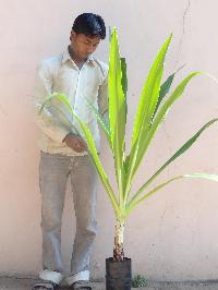 Crinum Asiaticum