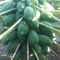 Unripe Papaya