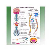 Spinal Model