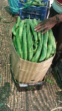 ridge gourds