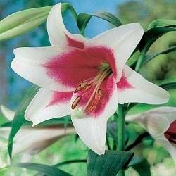 Fresh Lillium Flower