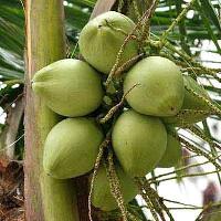Tender Coconuts