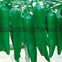 Indo Us Reng Jiao F1 Hybrid Pepper Seeds