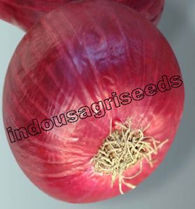 Indo Us Richland Onion F1 Hybrid Seeds