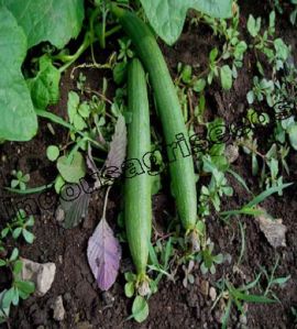 Indo Us Shiva Sponge Gourd Op Seeds