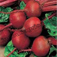 Indo Us Shweta Beet Root F1 Hybrid Seeds