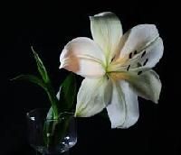 Lily Flower