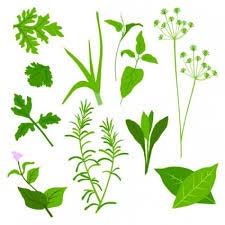 Herbal Leaves