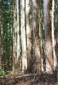 7 Year Old Eucalyptus Plants