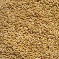 Wheat Seeds