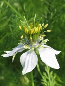 Nigella Sativa Oil