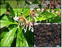 Sarpgandha medicinal seeds ( Rauvolfia serpentina )