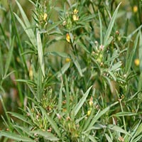 Stylo Hamata Grass Seeds