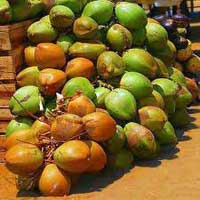 Fresh Green Coconuts, Tender Coconuts