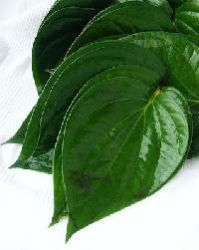 Betel Leaf