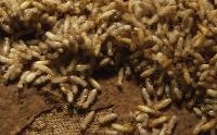 anti termite treatment service