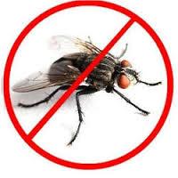 fly control services