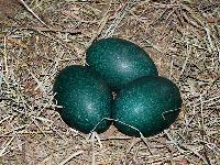 Emu Eggs