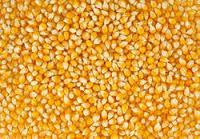 Maize Gluten