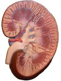 Kidney Anatomy Models
