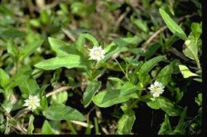 Bhringraj Powder