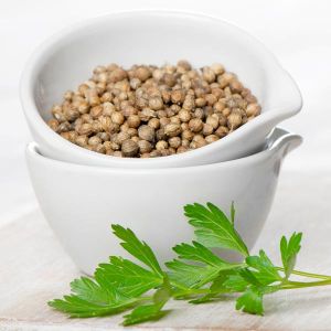 Coriander Seeds