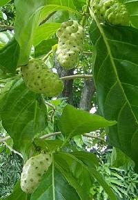 Noni Fruits