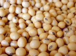 Soya Bean Seeds