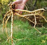 Ashwagandha Roots