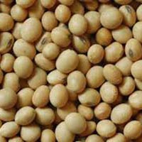 Soybean