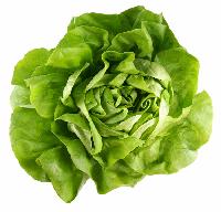 curly lettuce
