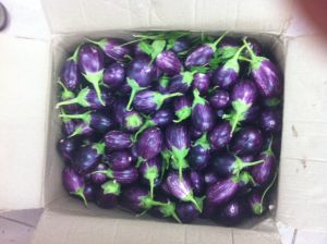 Brinjal