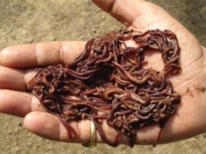 vermicompost Consultancy