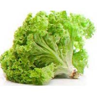 Fresh Green Lettuce