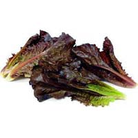 Fresh Red Lettuce