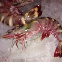 Frozen Black Tiger Shrimps