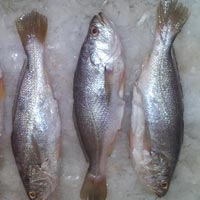 Frozen Croaker Fish