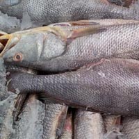 Frozen Ghol Fish