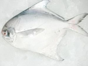 Frozen Pomfret Fishes