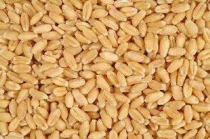 Soft Milling Wheat