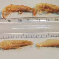 Dried Shrimp