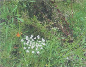 Ammi Majus