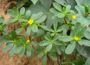 Bacopa Monnieri Extract