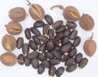 Jatropha Seeds