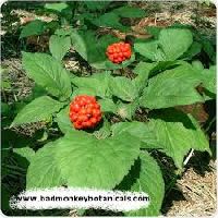 Ginseng extract