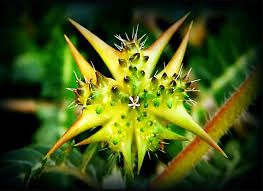 Tribulus Terrestris Extract