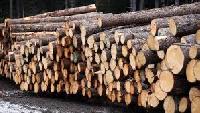 Timber Logs